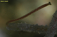 Phoronid Worm 2