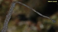 Phoronid Worm