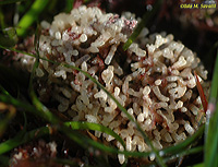 Stick Bryozoan Colony