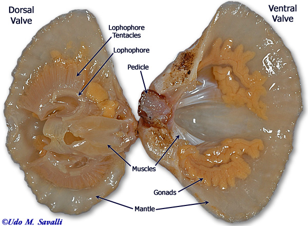 Lophopterys inpana. a. Flowering branch, 0.5. b. Distal portion of