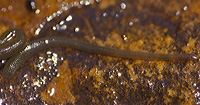 Erpobdella Leeches