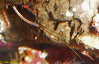 Spionid Tube Worm