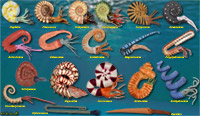 Ammonite Models