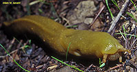 Banana Slug