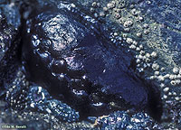 Black Chiton