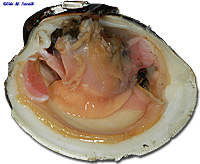 Clam Dissection