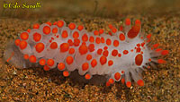 Cockerells Dorid