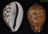 Cowry Shell