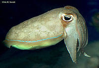 Cuttlefish