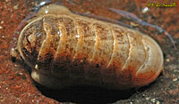 Dwarf Chiton