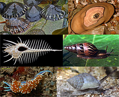 Gastropod Composite