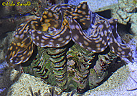 Giant Clam