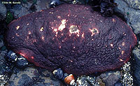 Gumboot Chiton Dorsal