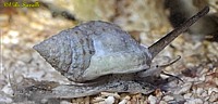 Nassa Mud Snail