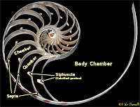 Chambered Nautilus Shell