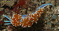 Opalescent Nudibranch