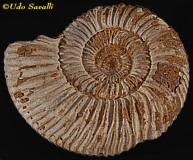 Perisphinctes Ammonite