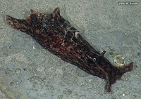 Sea Hare