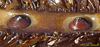 Seaweed Limpets