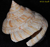 Slit Shell