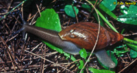 Wolf Snail