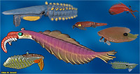 Anomalocarids