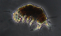 Marine Tardigrade