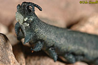 Velvet Worm