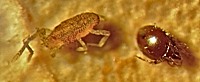 2 Mite species