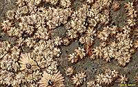 Acorn Barnacles