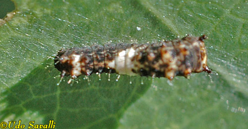 Admiral Caterpillar