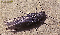 Alderfly