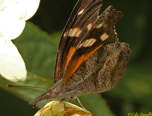 American Snout