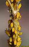 Aphids