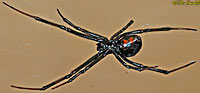 Black Widow Spider