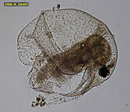 Bosmina Water Flea