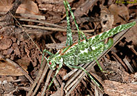 Bush Katydid