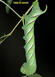 Caterpillar