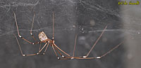 Cellar Spider