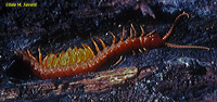 Centipede