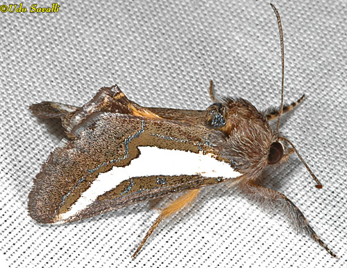 Cholla Moth