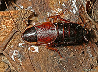 Wood Cockroach