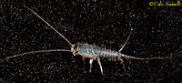 Common Silverfish