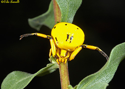 Crab Spider