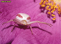 Crab Spider