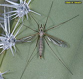 Crane Fly