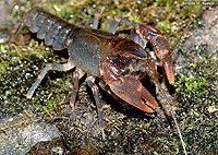 Crayfish