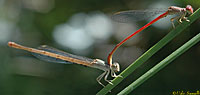 Desert Firetails