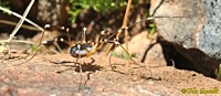 Desert Harvestman