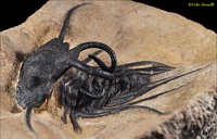 Dicranurus Trilobite